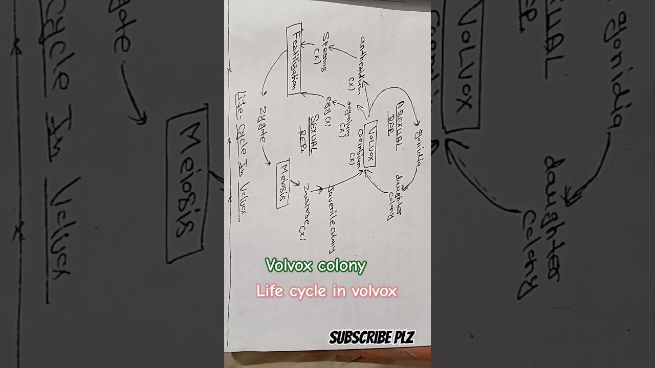 Dig:-life cycle in volvox /