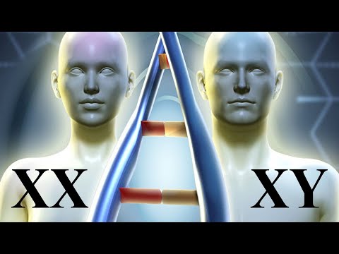 Video: Što Je Diploidni Set Kromosoma