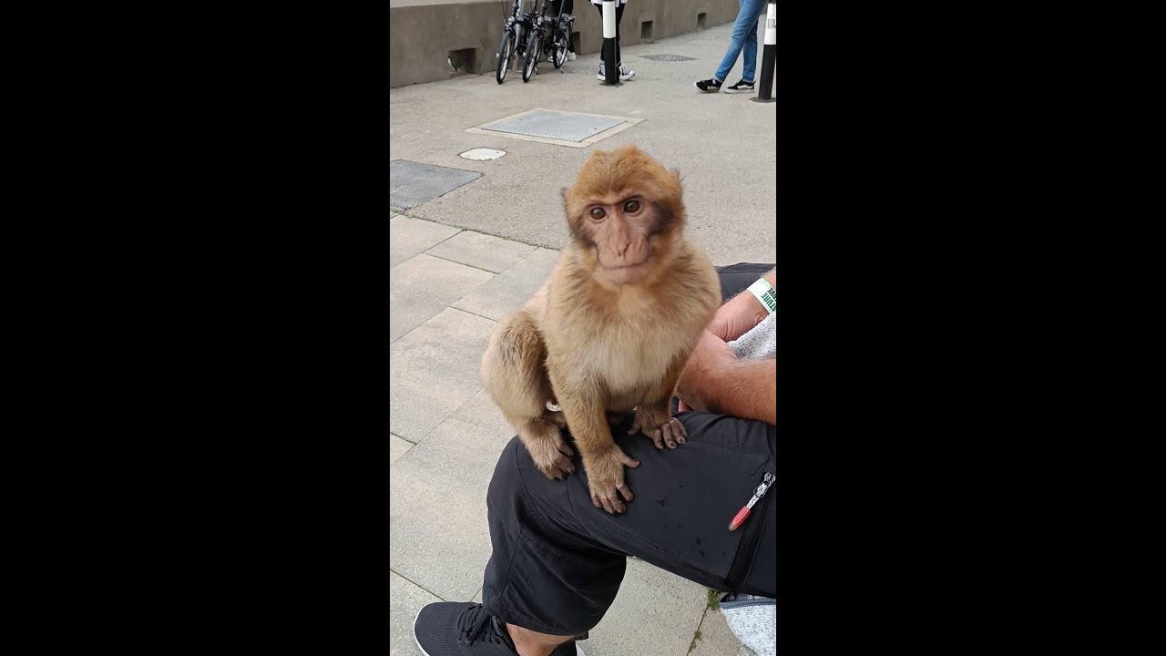 Gibraltar and the lovely Barbary macaques