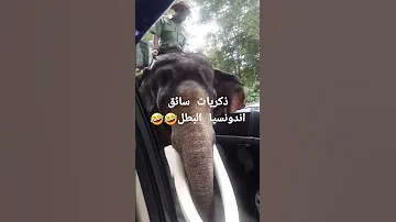 مقلب في سائق اندونسيا مع الفيل 