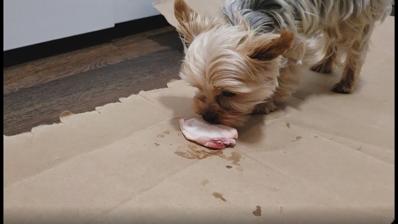 Yorkie attempts to eat RAW food for the first time! - YouTube