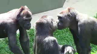 シャバーニ家族 779  Shabani family gorilla