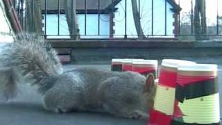 Celebrity Squirrel Memory test Net Worth
