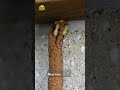 These Insects Can Eat Your House From Inside #construction