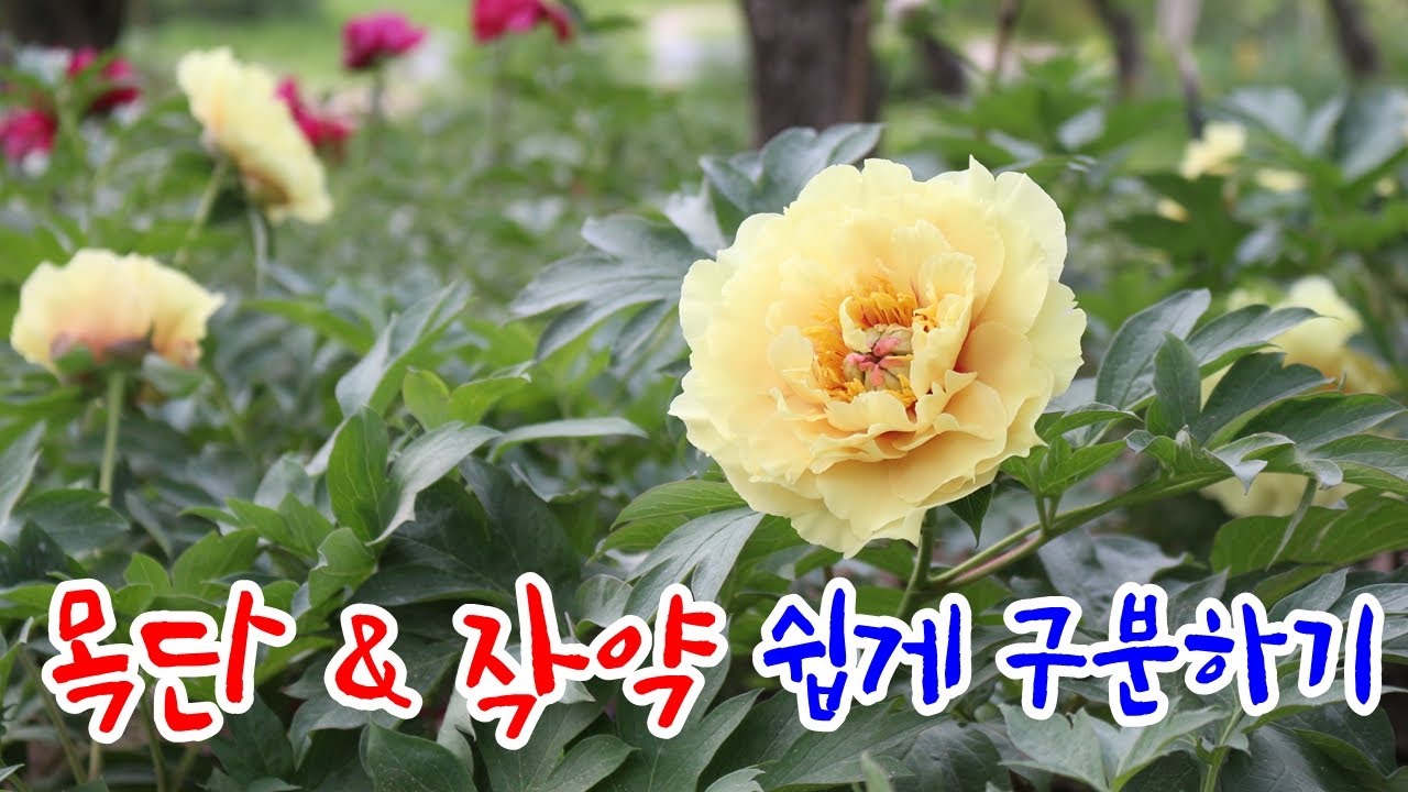 작약과 목단차이, 너무 쉬운 작약 \u0026 모란 구분하는 방법 - tree peony \u0026 peony distinction