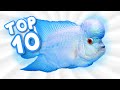 Top 10 most amazing flowerhorn fish