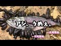 【閲覧注意】チャイロコメノゴミムシダマシの給餌間隔。【ゴミリウム】
