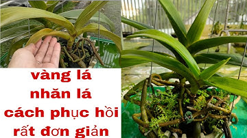 Phục hồi lá nhăn và biến lá vàng thành lá xanh cho lan ngọc điểm, nghinh xuân. T794#hoalantuyenha