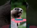Manoel Entreterimento Memes Shortshumor Marmota Manoel Manoel Entreterimento Memes Shortshumor Marmota Manoel