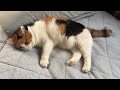【三毛猫】朝から私と添い寝したいミケ（2026年7月6日）