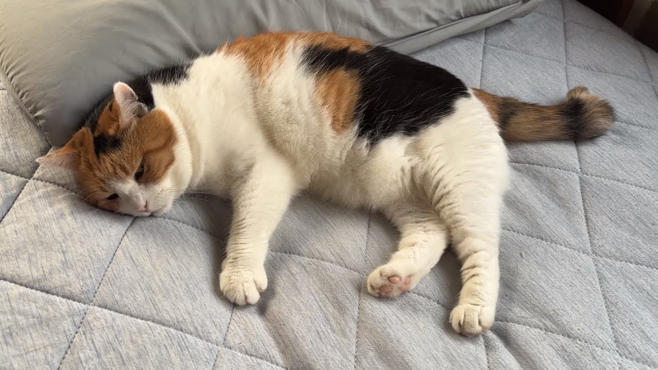 【三毛猫】朝から私と添い寝したいミケ（2026年7月6日）