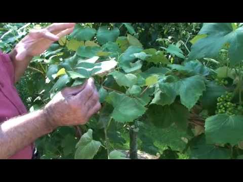Videó: A szőlő problémáinak megelőzése – Hogyan kezeljük a szőlők gyakori kártevőit és betegségeit