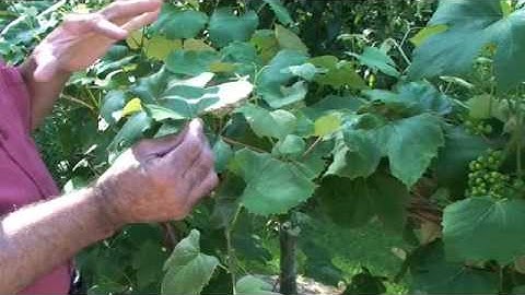 Grape Insect Prevention