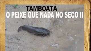 TAMBOATA O PEIXE QUE NADA NO SECO II