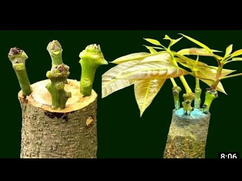 MORRIA E NÃO SABIA DISSO.