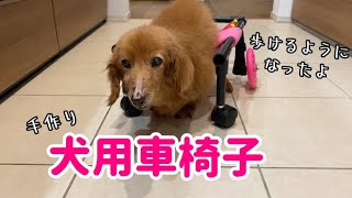 【老犬】手作りの車椅子で少しずつ歩けるようになったよ【ダックスフンド】