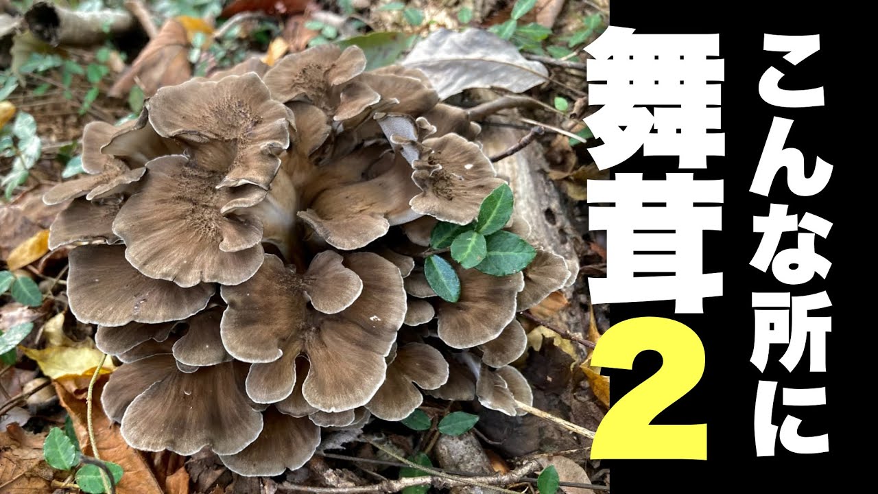 A magically modified meal made with park-grown maitake mushrooms