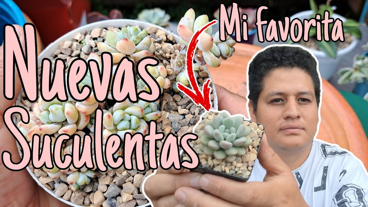 Acompáñame a recoger una caja con plantas y a plantarlas 🌿