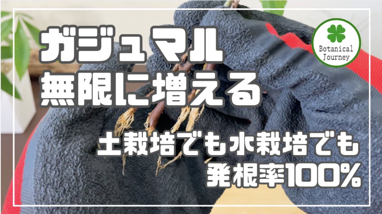 【ガジュマル】挿し木で無限に増える！ 土栽培でも水栽培でも発根率100%！ 二階建てガジュマルの剪定 水栽培での発根の様子 土栽培での発根の様子 #観葉植物 #ガジュマル (003)