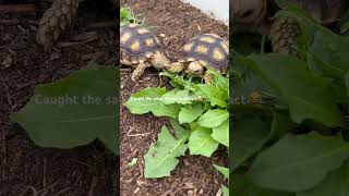 Baby Tortoises Eating #shorts #babytortoise