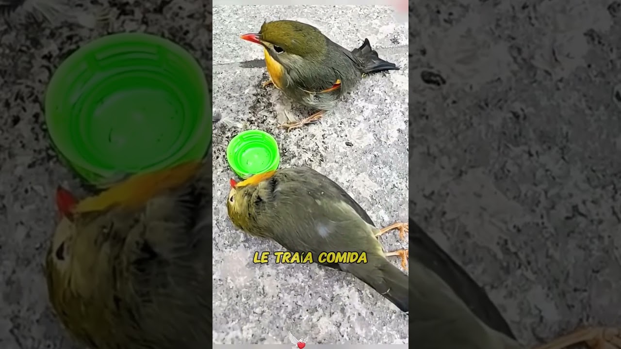 A bird that sacrificed its life for love!