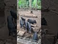 Nag-aabang na sila ng kanilang pagkain..🐖🐷🐽