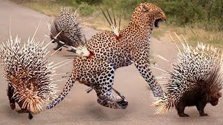 Porcupine Too Danger - Leopard Hunting Porcupine - Big Cats The Wound Is Too Deep By The Poisonous