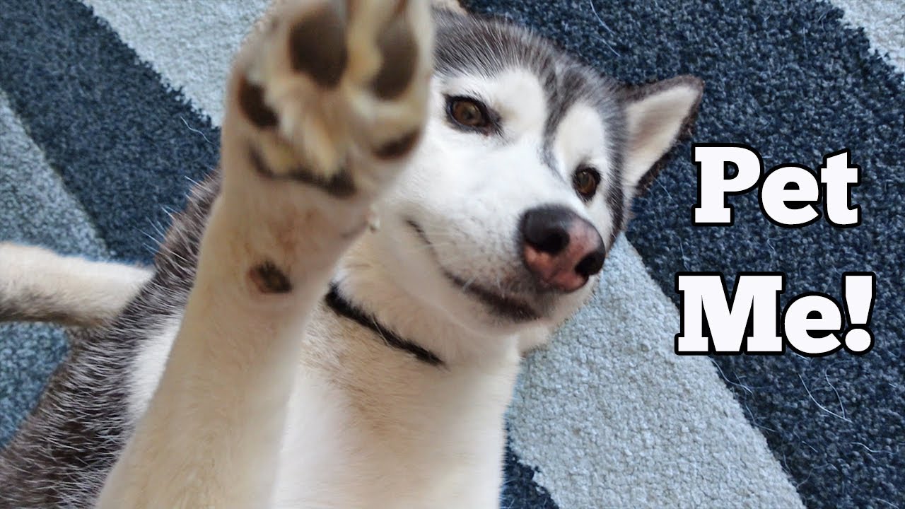 my-husky-is-extra-needy-today-youtube