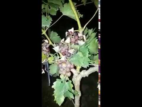 Mariposa nocturna ataca a frutales camera iphone 8 plus apk