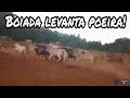 Gado no mato vai para o estradão com a boiada (e levanta poeira) - Tradicao100%