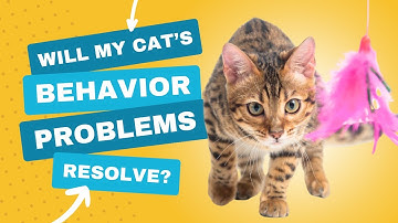 Can My Cat’s Behavior Problems Resolve on Their Own? | Ask a Vet