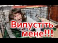 24 години в КЛІТЦІ ЧЕЛЕНДЖ || Вікі Лайф || Мультик українською мовою