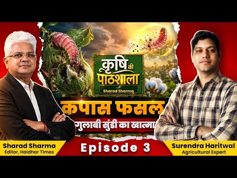 कपास की गुलाबी सुंडी का होगा खात्मा। Haldhar Times। Cotton। Crop। Gulabi Sundi। #cotton #crop #kisan