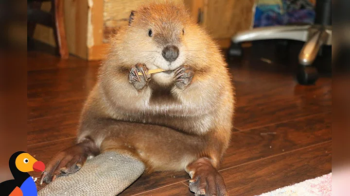 Rescue Beaver Loves Building Dams In His House - J...