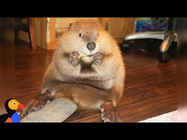 Rescue Beaver Loves Building Dams In His House | The Dodo