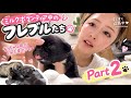 【育児奮闘中】 待って、成長早すぎない！？🥹 フレブルたちに変化が…！
