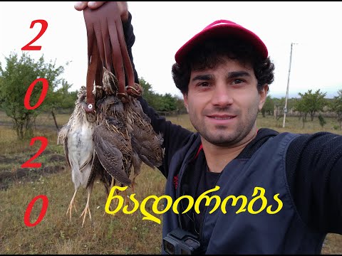 ნადირობა მწყერზე 2020