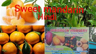 sweet mandarin hindi