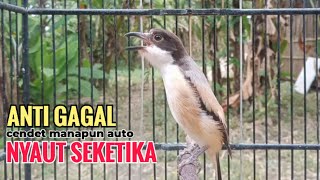 Suara Cendet Gacor Toet toet Efektif Anti Gagal Bikin Cendet Malas pun Langsung Nyaut Bunyi Seketika