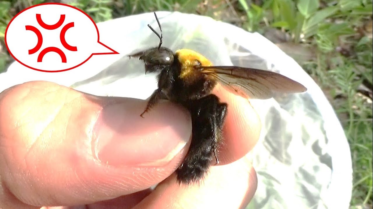 怒り狂うクマバチを素手で握ったら信じられないことになった Youtube