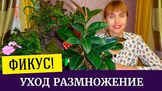 видео Фикус каучуконосный (эластика): особенности, способы формирования кроны без обрезки, необычной формы, сроки и правила обрезки, последующий  уход