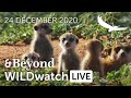 WILDwatch Live | 24 December, 2020 | Morning Safari | South Africa