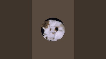 🐾 *The Furry Life* | Daily Natural Village Life Cat & Kittens Vlog 🐾