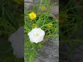 Easy to grow flowers in rainy season #gardening #flowers #short