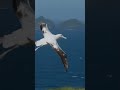 భూమిపై ఎప్పుడూ దిగని పక్షి! 😱 world's largest royal albatross amazing facts 🌊🕊️