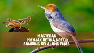 Masteran Mewah | Prenjak Betina Gacor Ngetirr Sambung Belalang Emas 