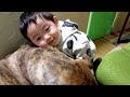 犬に逃げられて悲しい赤ちゃん 元猟犬を飼い主と赤ちゃんで撫でる