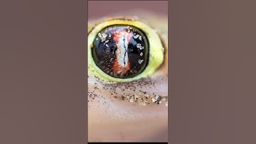 Sony 100mm Makro G-Master | Namibia Showreel