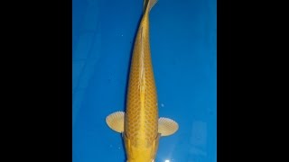 錦鯉 山吹黄金 光物 1匹 サイズm 約13cm 15cm ニシキゴイ Gapless