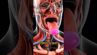 what happens if you swallow chewing gum inside your body mp4